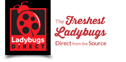 LadybugsDirect are the freshest live ladybugs you can buy! Direct from the source--for natural pest control for home gardeners and commercial growers.