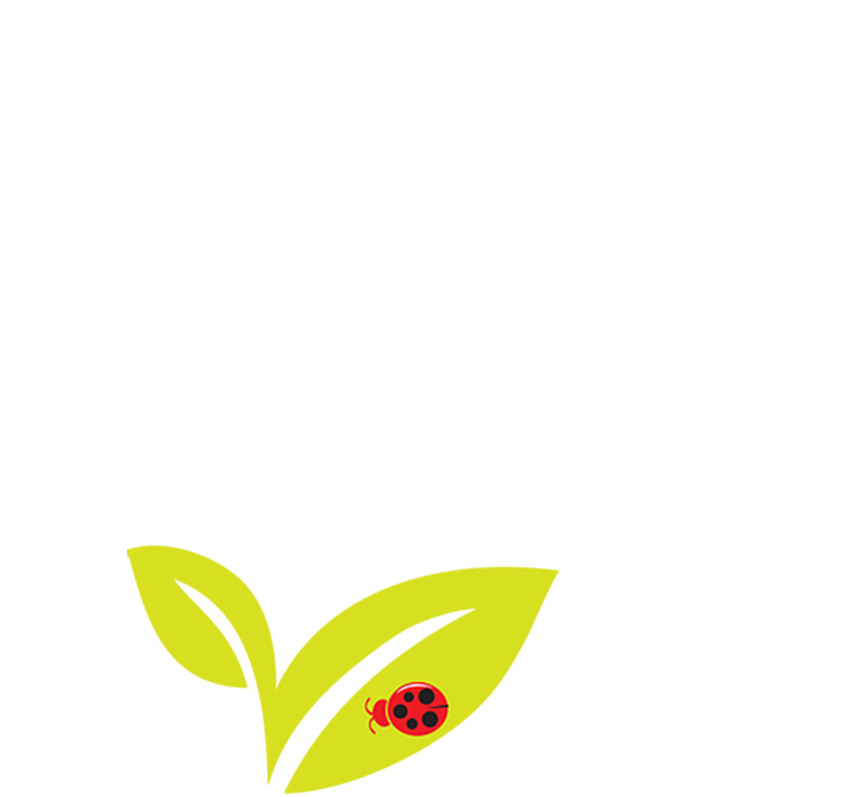 Quart Live Ladybugs